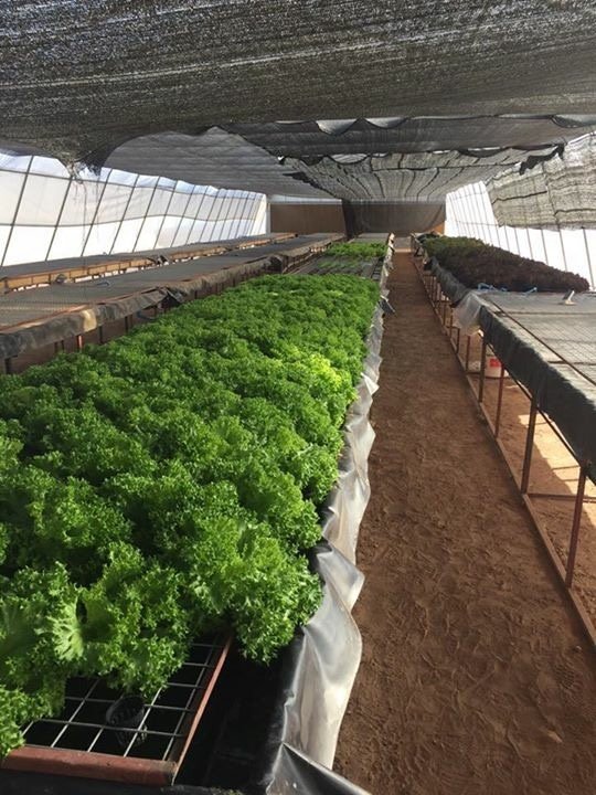 Low Cost Tunnel Tropical Greenhouse Agricultural with Hydroponic system
