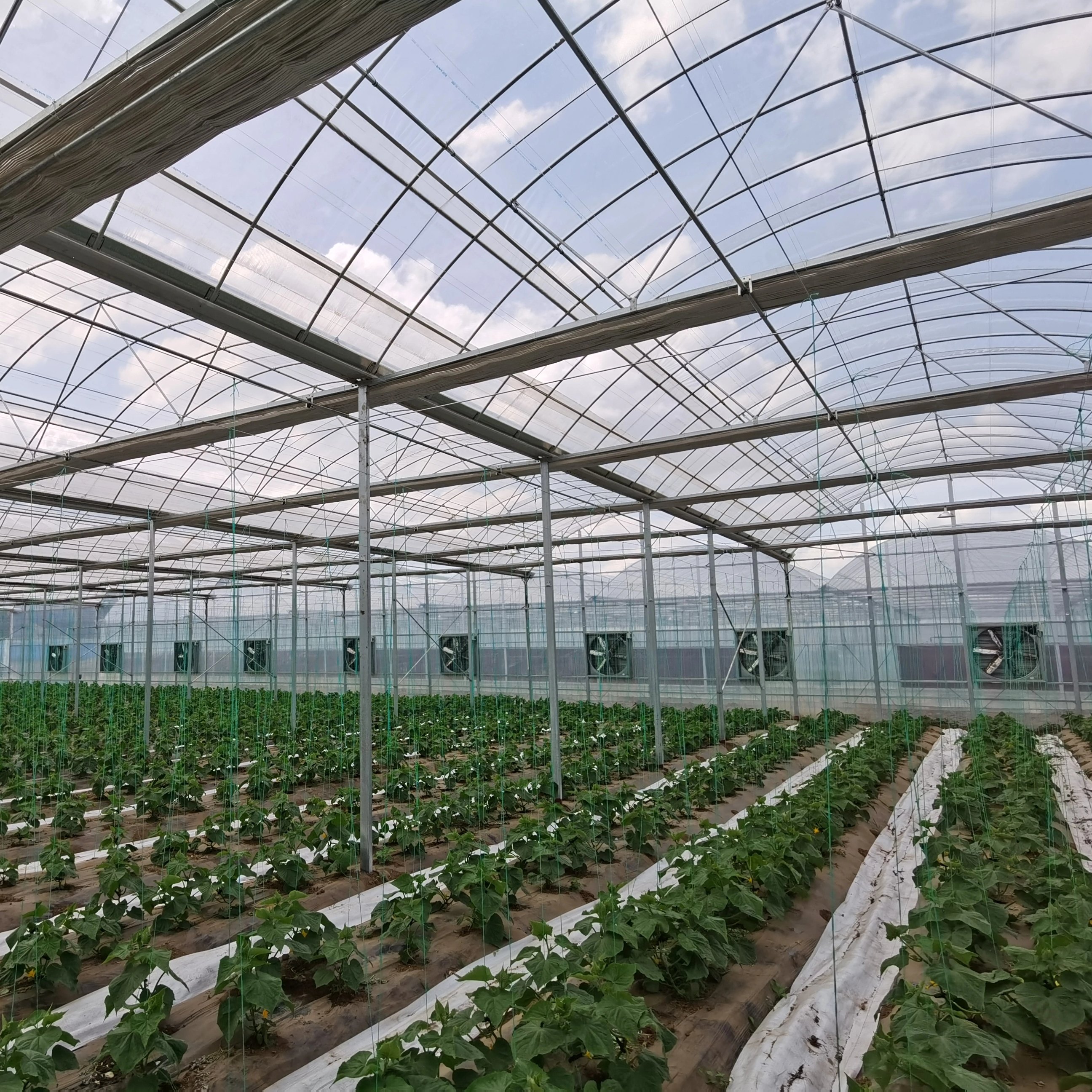 Multi Span Film greenhouse for vegetable growing