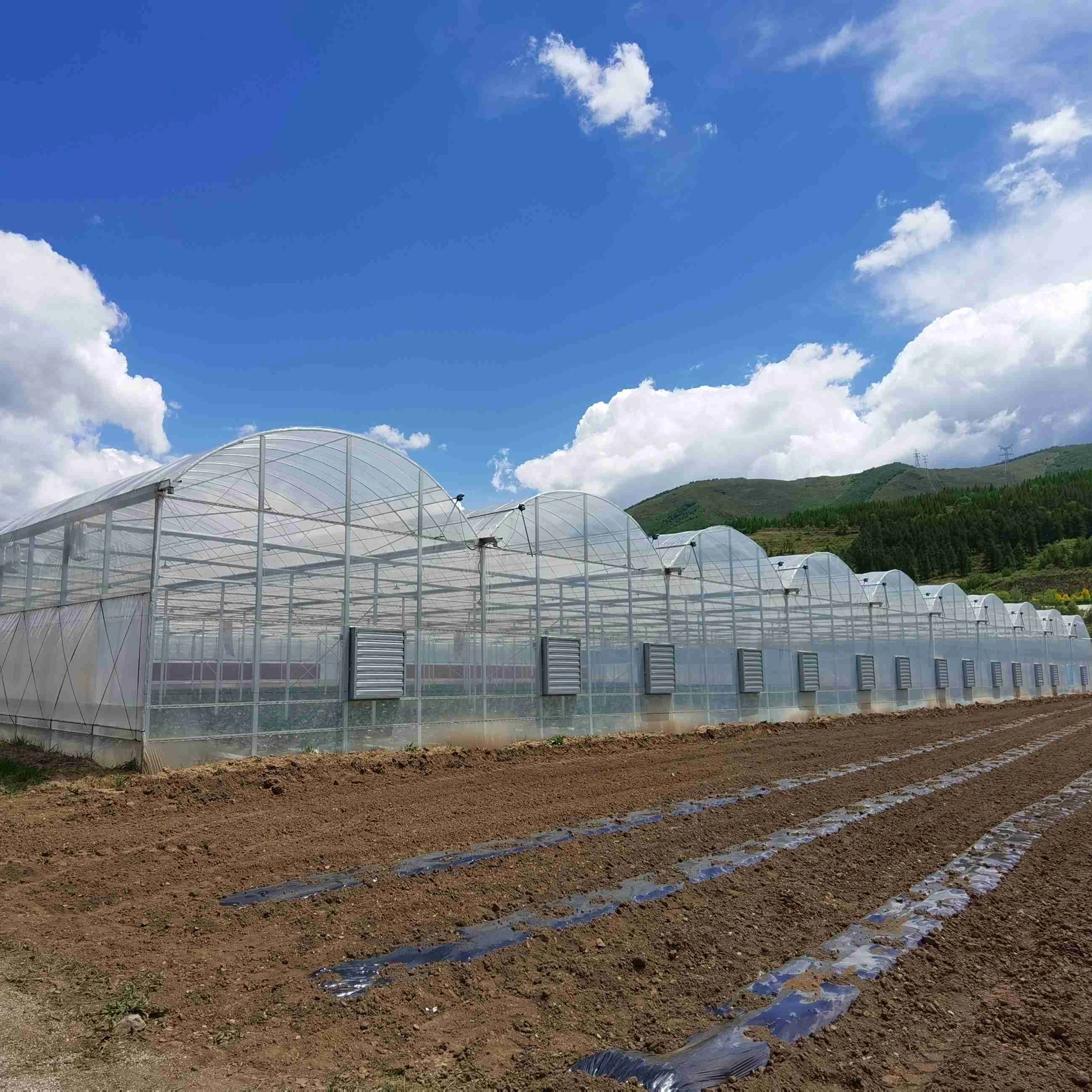 Multi Span Film greenhouse for vegetable growing