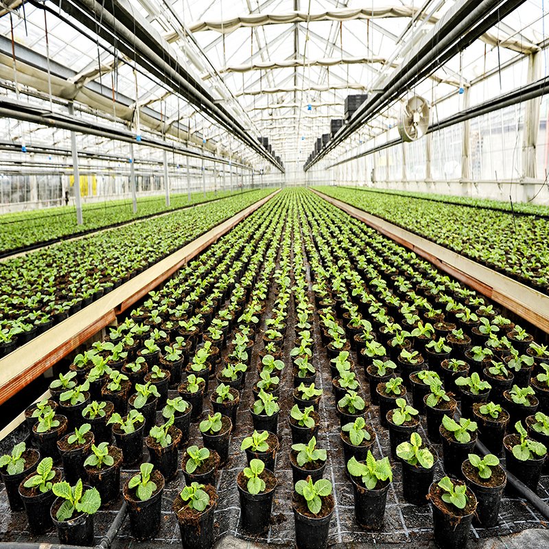 Mini/small Agricultural Single Tunnel Film Greenhouse With Irrigation System For Tomato/strawberry/cucumber Planting