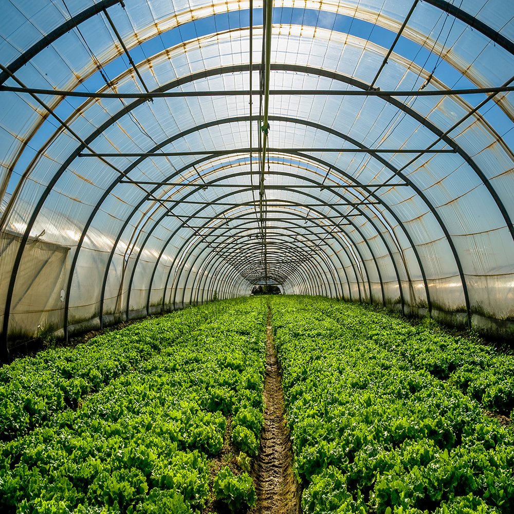 Mini/small Agricultural Single Tunnel Film Greenhouse With Irrigation System For Tomato/strawberry/cucumber Planting