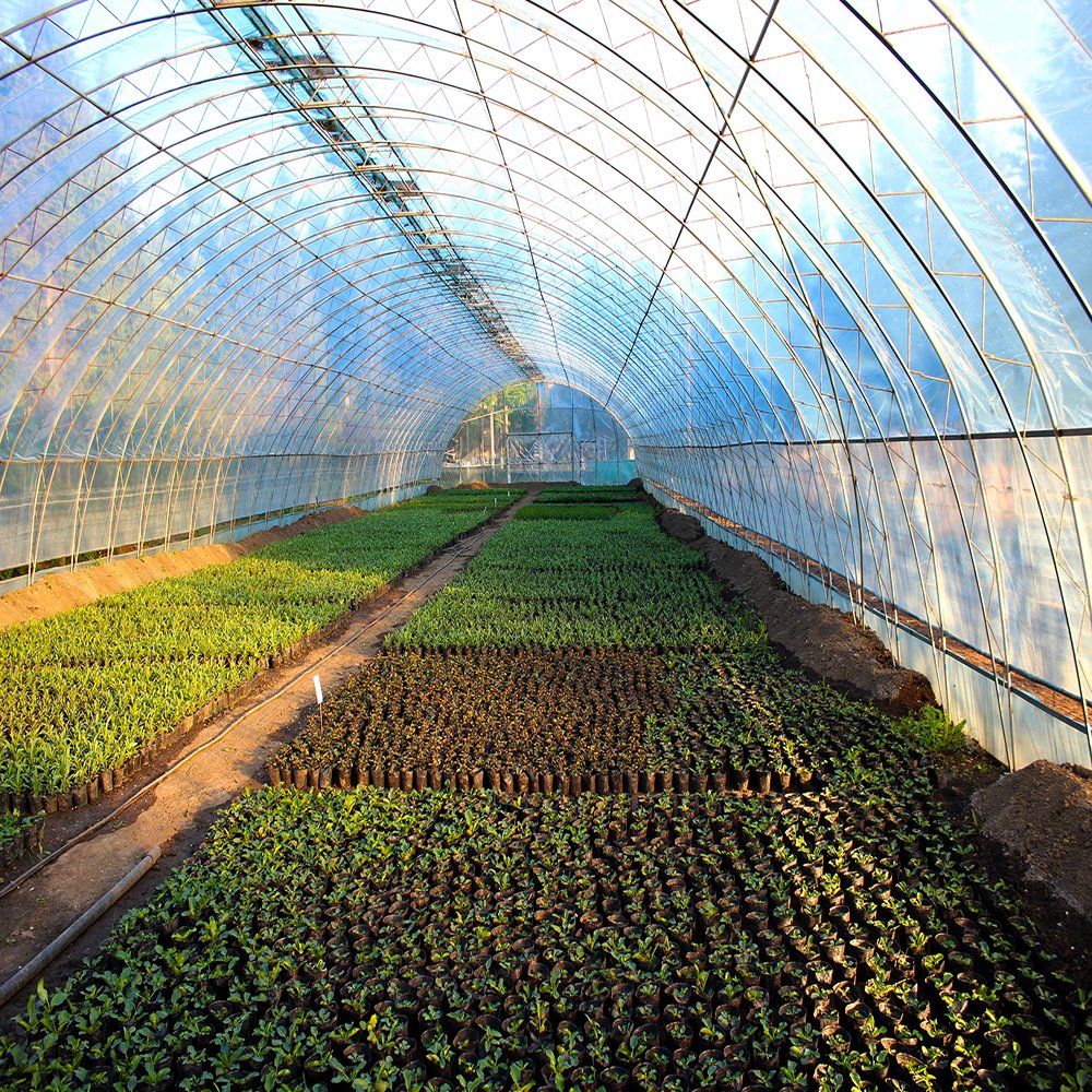 Mini/small Agricultural Single Tunnel Film Greenhouse With Irrigation System For Tomato/strawberry/cucumber Planting