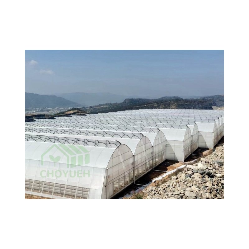 CHOYUEH optional system Multi-span Plastic film tunnel greenhouse with sides top ventilation fruits planting vegetable growing