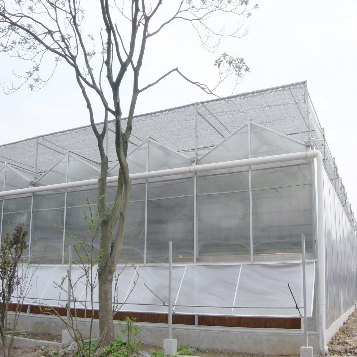 Polycarbonate PC Greenhouse With Hot Galvanized Steel Structure For Agriculture