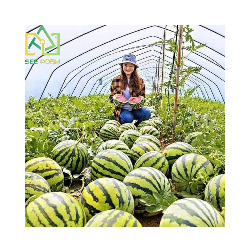 Single span Plastic film hoop house Watermelon Greenhouse with grow bag systems