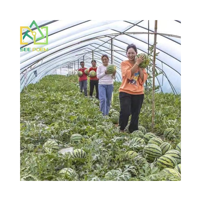 Single span Plastic film hoop house Watermelon Greenhouse with grow bag systems