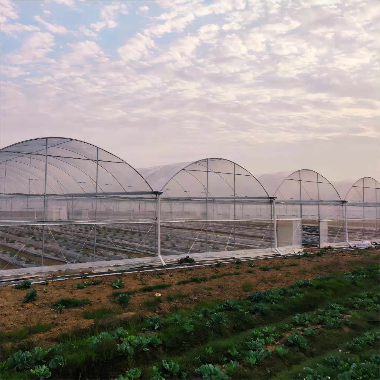 Agriculture Greenhouse Frame Multi span Vegetables Growing Tunnel Multi Span Film Greenhouse