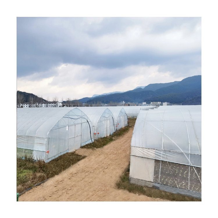 Complete Commercial Hydroponic Systems Poly Tunnel Single-Layer Agricultural Greenhouses Arch Single-Span Greenhouses