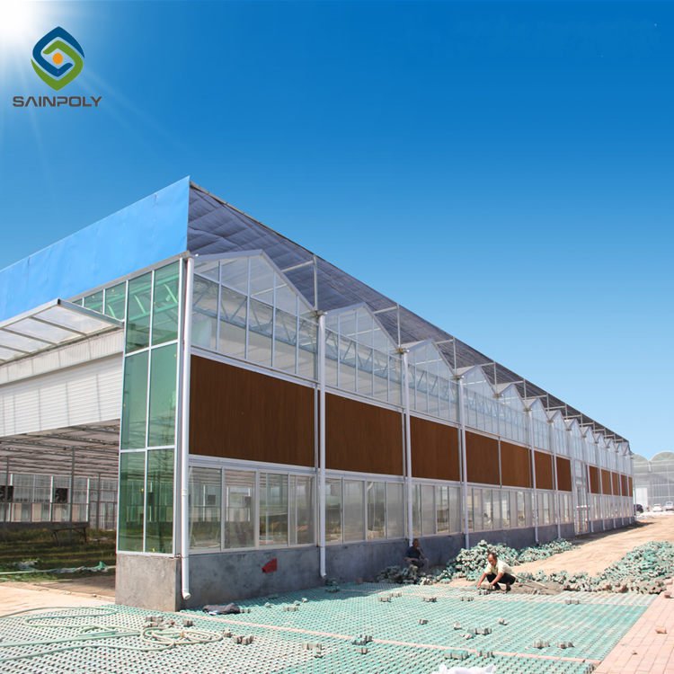 Sainpoly Large Size Glass Greenhouse High Quality Multi-Span with Steel Frame Low Cost for Agricultural Use
