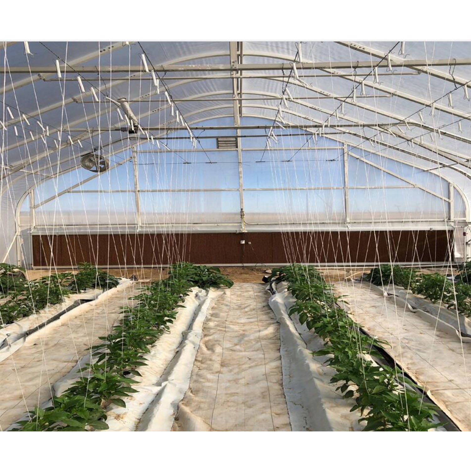 Agricultural Commercial Greenhouses PC Mini Garden Green Houses Polycarbonate Greenhouse With Drain Tray
