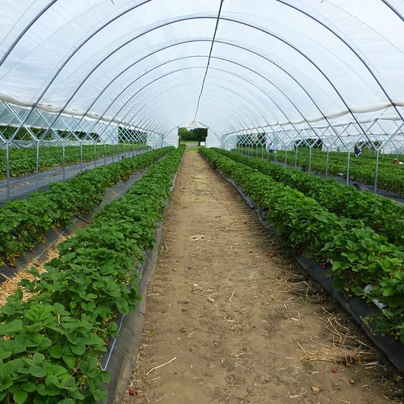 solar greenhouse multi span greenhouse equipment metal frame agricultural greenhouse tunnel agricultural/commercial green house