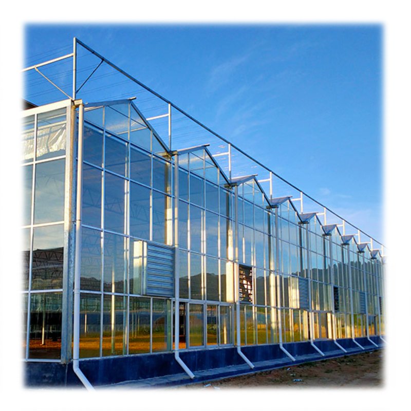 Agricultural Strawberry Tomato Multi-span Glass Greenhouse With Dutch Buckets Hydroponic System
