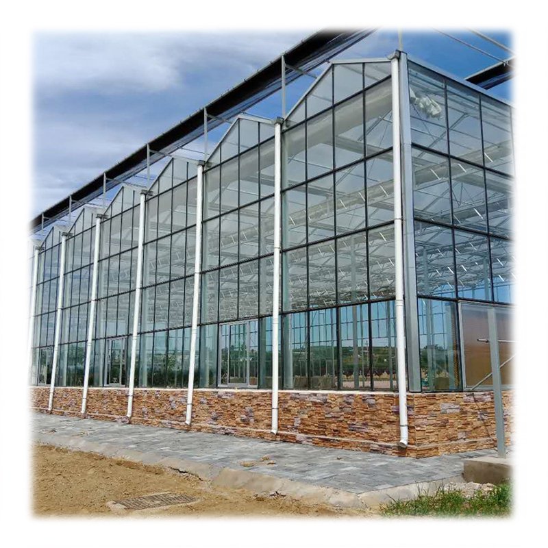 Agricultural Strawberry Tomato Multi-span Glass Greenhouse With Dutch Buckets Hydroponic System