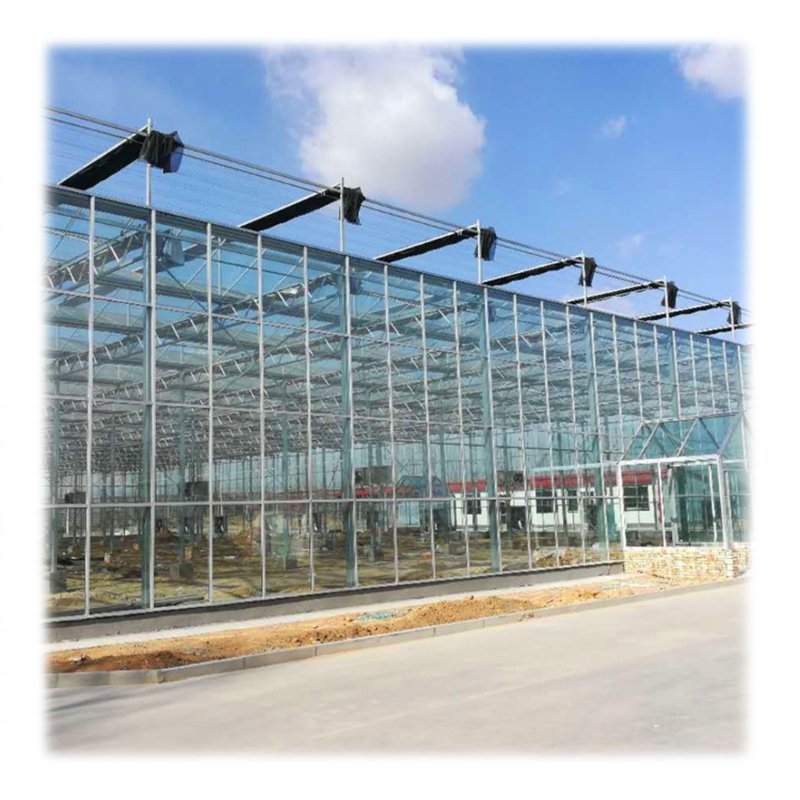 Agricultural Strawberry Tomato Multi-span Glass Greenhouse With Dutch Buckets Hydroponic System
