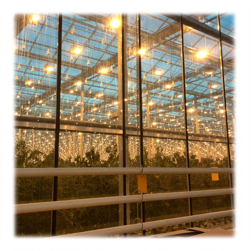 Agricultural Strawberry Tomato Multi-span Glass Greenhouse With Dutch Buckets Hydroponic System