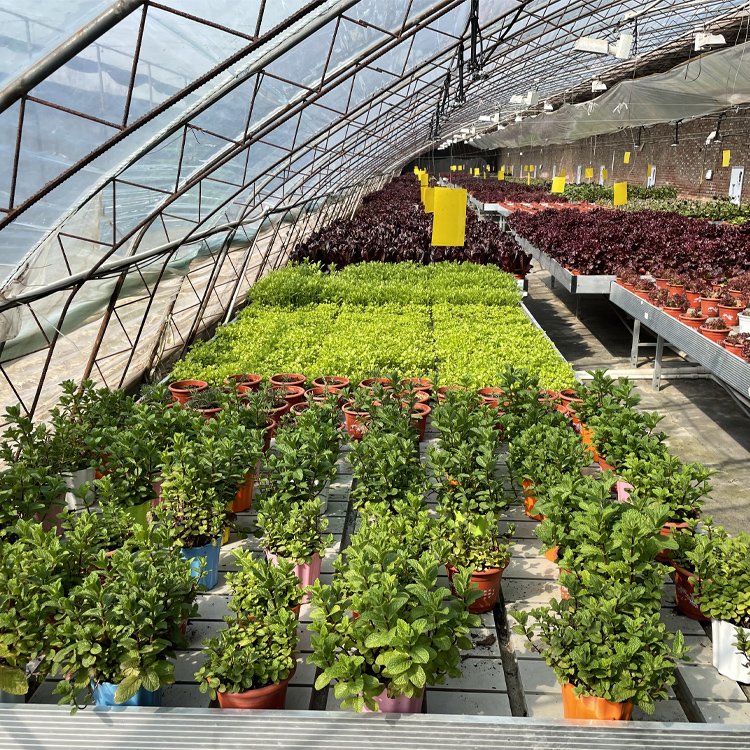 Polyethylene double wall panel greenhouse full passive solar greenhouse for winter