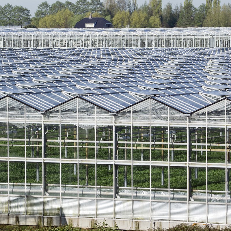 Large agriculture Chinese glass greenhouse used for sale