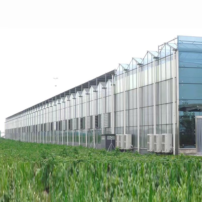 Large agriculture Chinese glass greenhouse used for sale