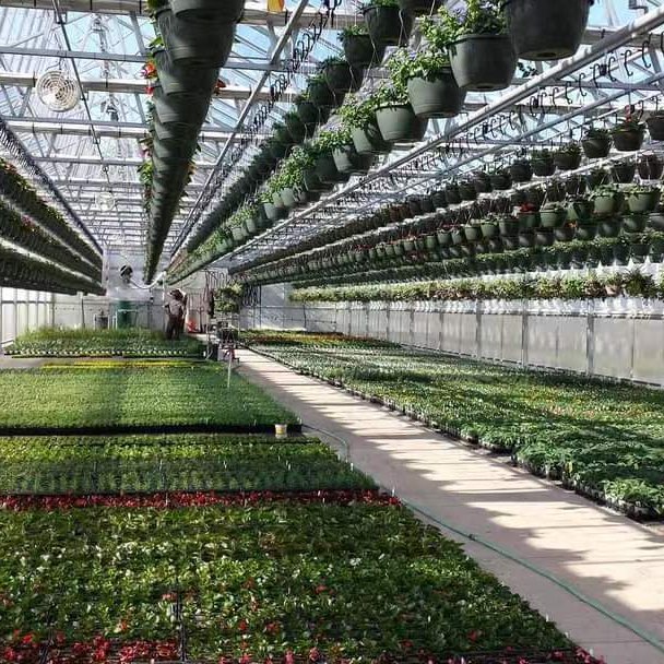 Large agriculture Chinese glass greenhouse used for sale