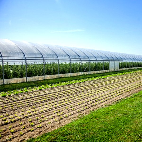 Large Agricultural Greenhouses And Farm tunnel Greenhouse plastic film Cultivation Shed Skeleton greenhouse