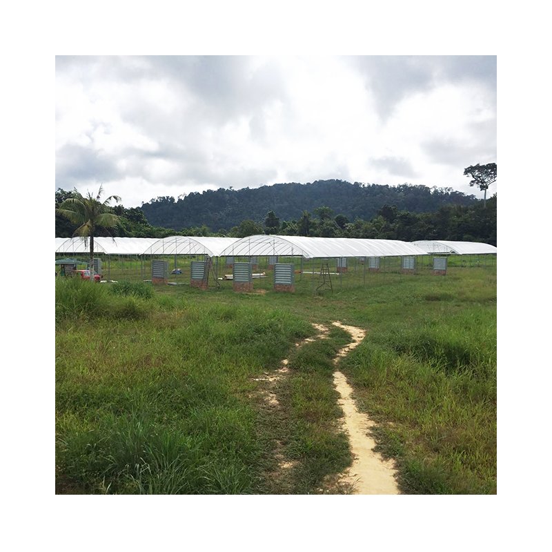 Multi-span greenhouses agricultural greenhouse with hydroponic system for sale