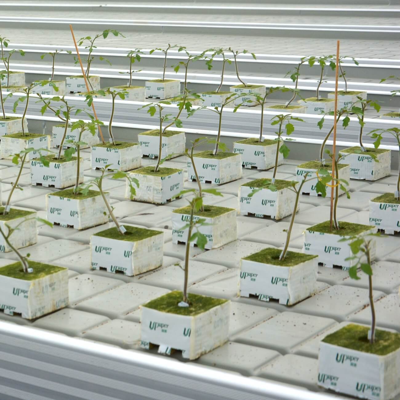 UPuper free sample irrigation culture hydroponique growing system rock wool sprout blocks hydroponics cube
