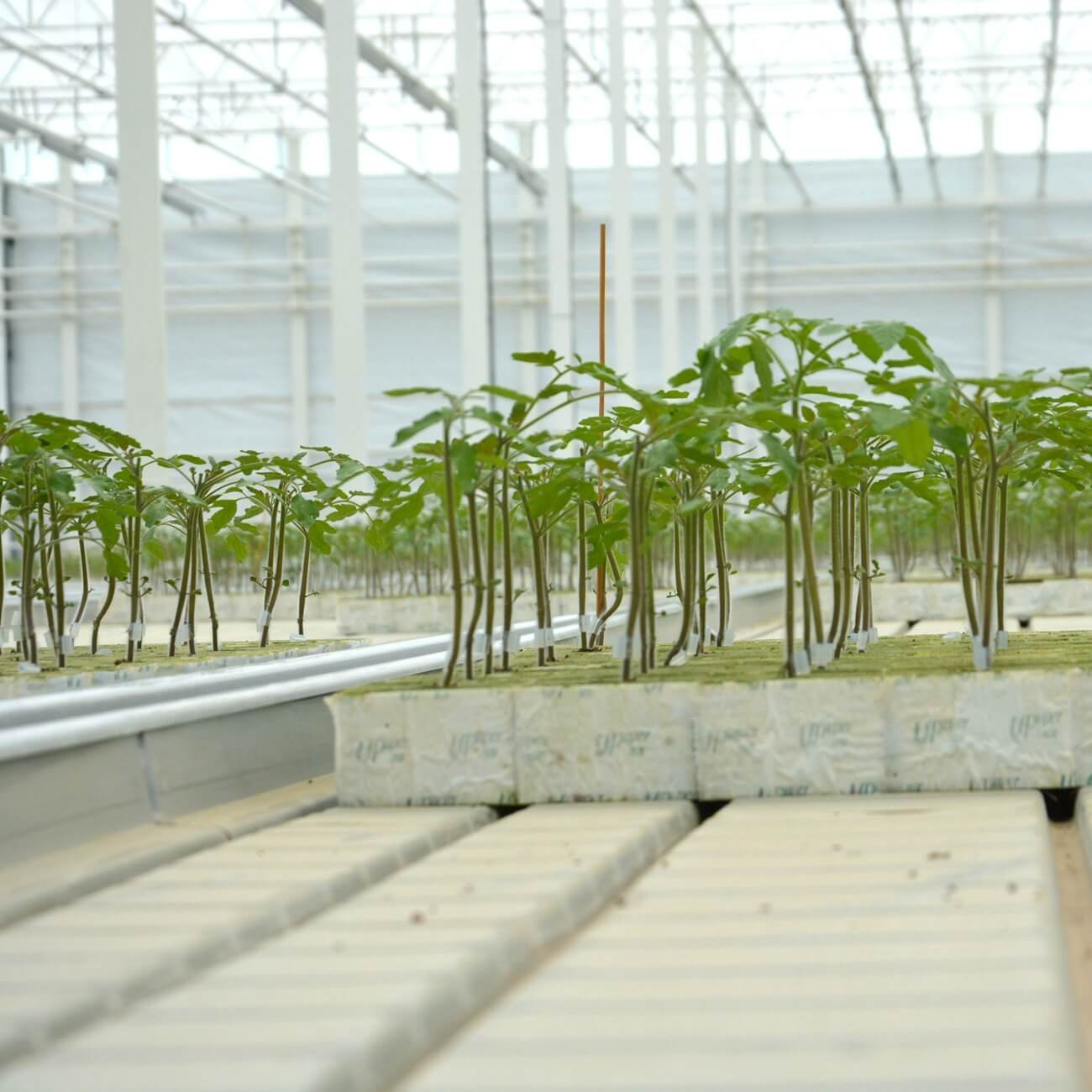 UPuper free sample irrigation culture hydroponique growing system rock wool sprout blocks hydroponics cube