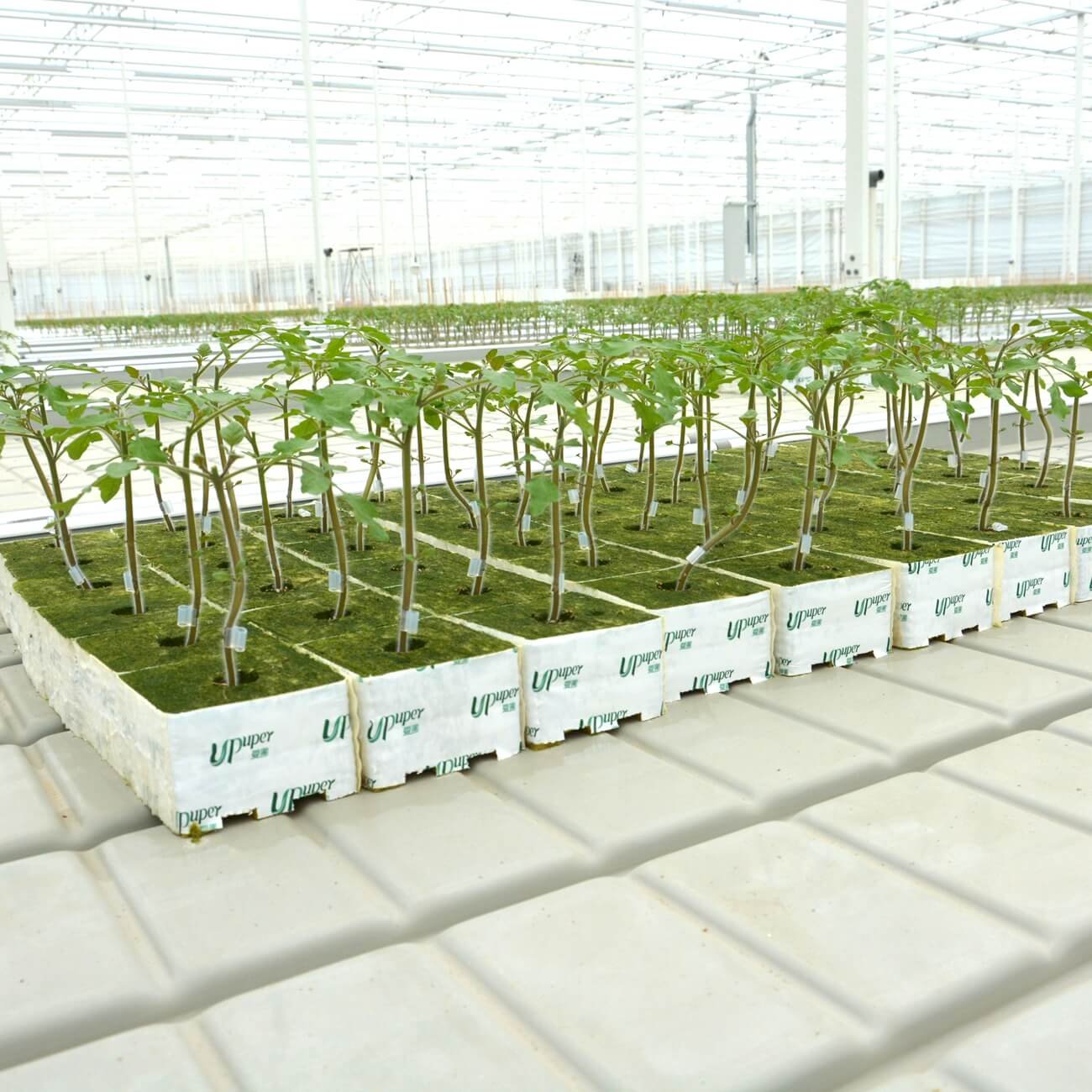 UPuper free sample irrigation culture hydroponique growing system rock wool sprout blocks hydroponics cube