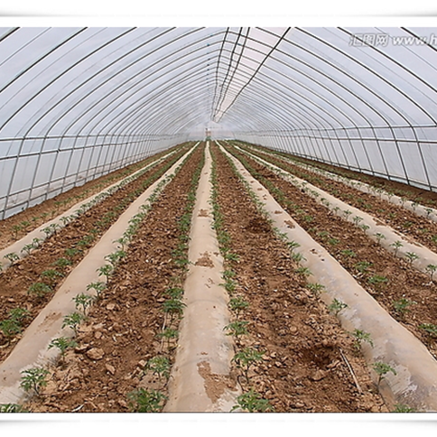 High strength Agricultural film high tunnel Green House/tomato greenhouse for sale