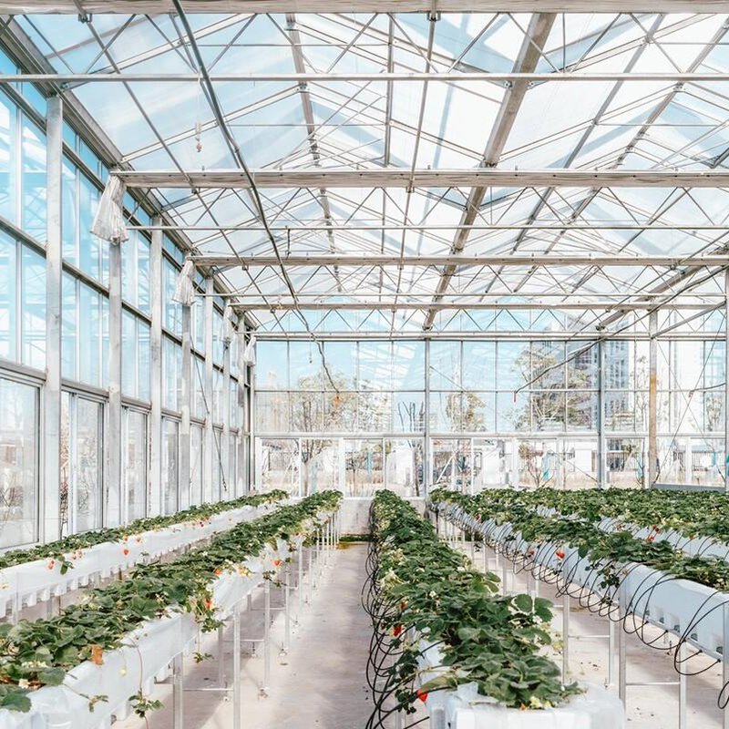 Large Multi-Span Agricultural Greenhouses for Flower & Vegetable Growing Tropical Solar C Stable Structure with Glass Material