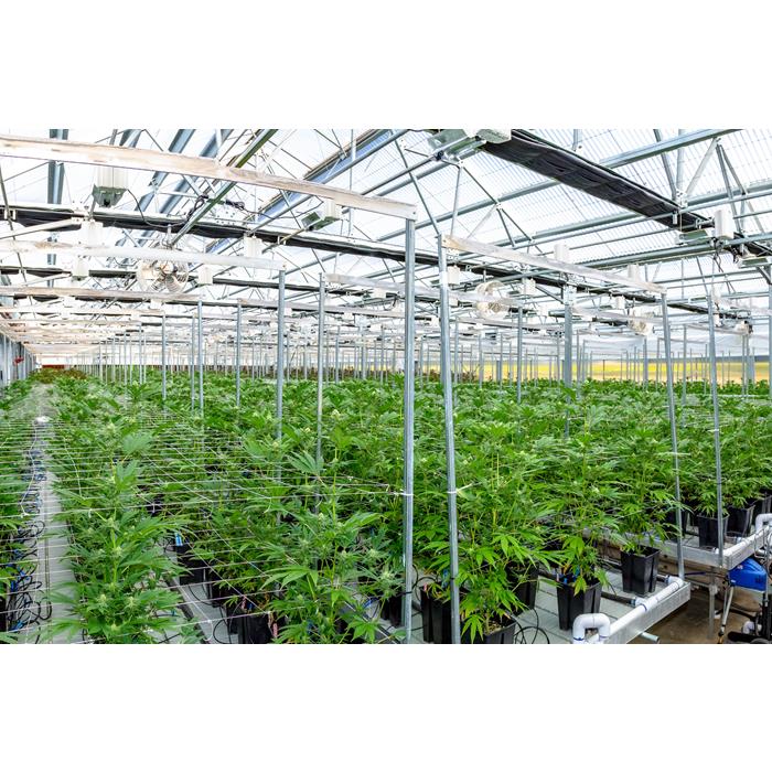 Large Multi-Span Agricultural Greenhouses for Flower & Vegetable Growing Tropical Solar C Stable Structure with Glass Material