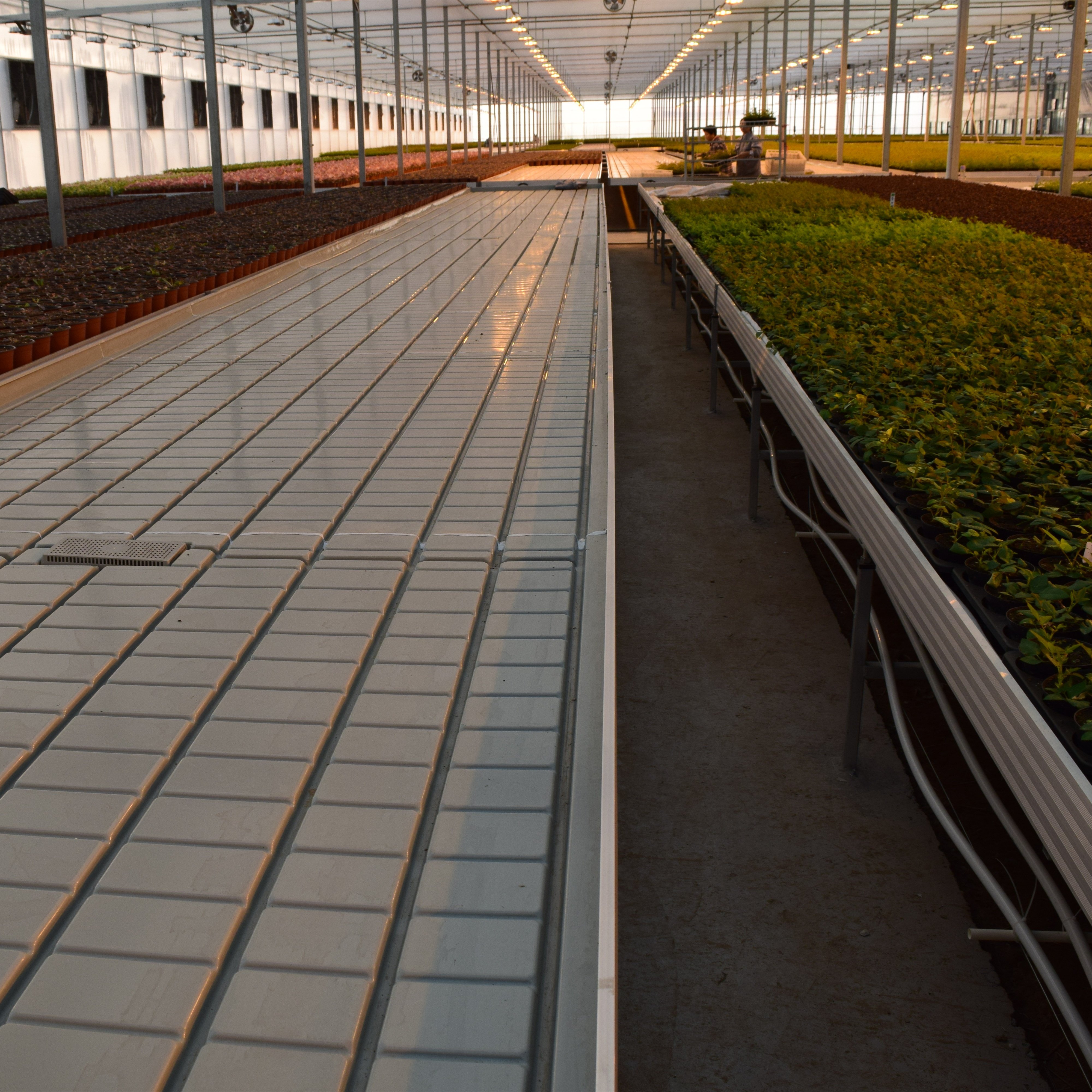 Agricultural greenhouse seedbed ebb and flow trays flood and drain table / flood table rolling benches