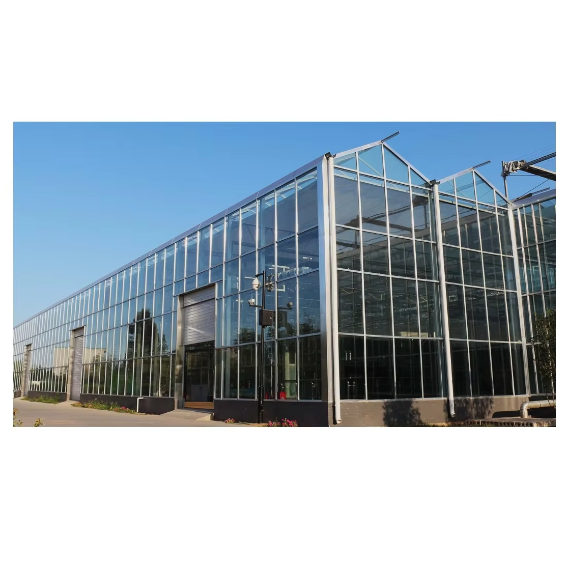 Tomato Vegetable Hydroponic Greenhouse Multi-Span Four-Week Glass Polycarbonate Automated Film Large Galvanized Steel Plant