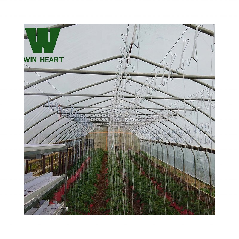 Win Heart Modern Agriculture Commercial Gothic Tomato Hydroponics Film Greenhouse