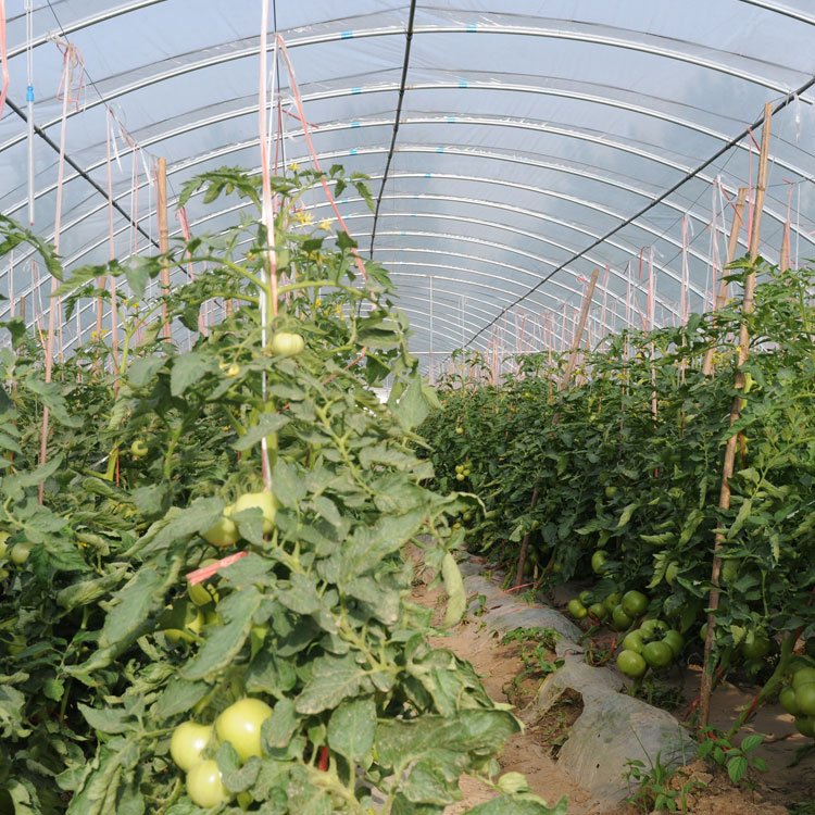 Factory Direct Supply Agricultural Greenhouse Plastic Film UV Resistant Greenhouse Film