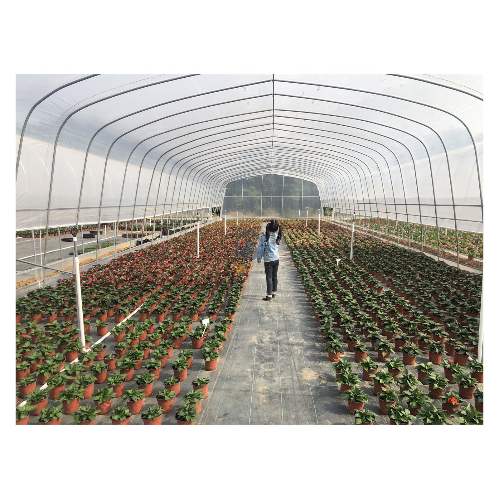 Good Quality Easily Installed Economical Agricultural Greenhouse Aluminium Metal Vegetable Tunnel Single-span Greenhouses