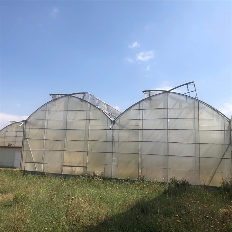 Multi-span Agricultural Greenhouses Galvanized Steel Frame Butterfly Roof Vent Greenhouse For Vegetables