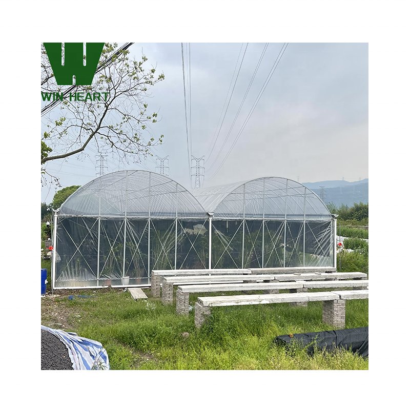Double Span Multi-Tunnel Greenhouses siding Vent greenhouse
