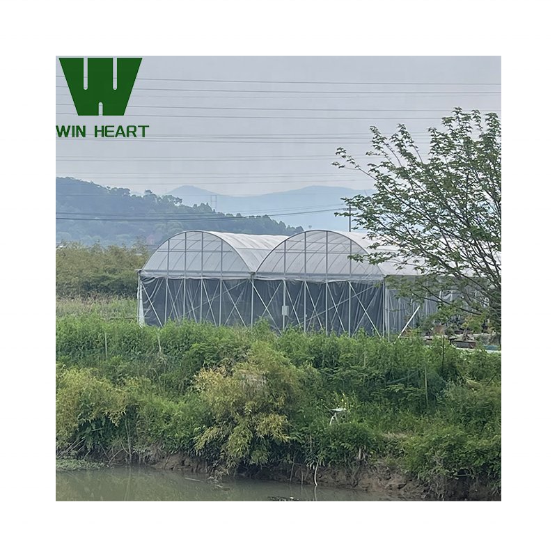 Double Span Multi-Tunnel Greenhouses siding Vent greenhouse