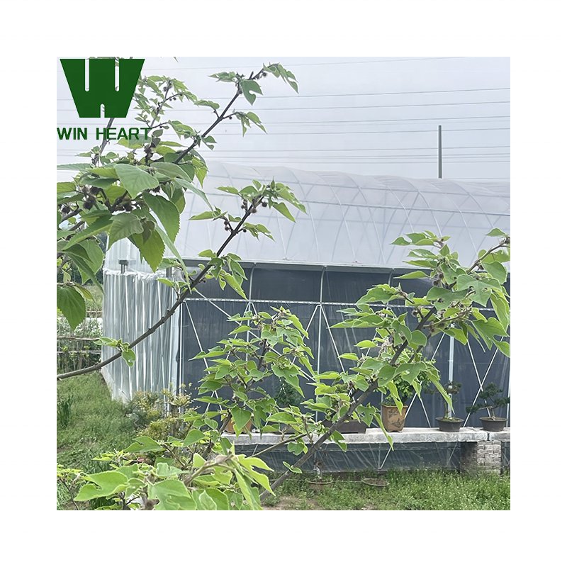 Double Span Multi-Tunnel Greenhouses siding Vent greenhouse
