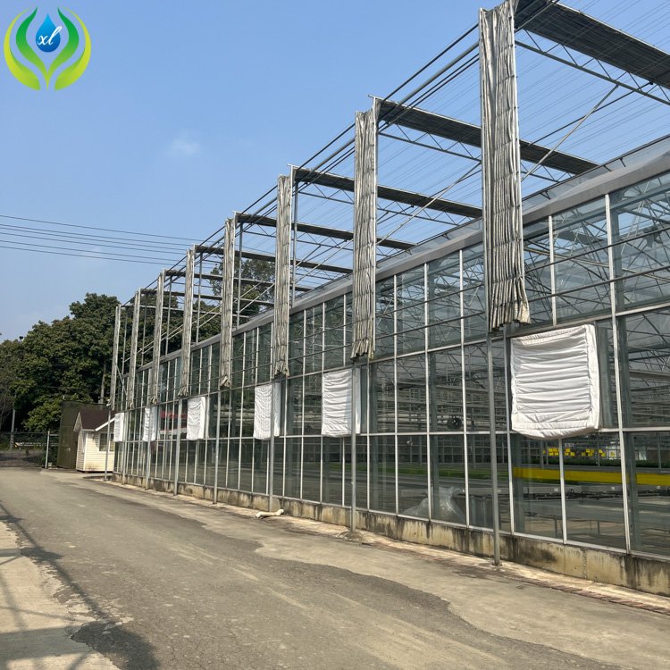 MYXL 300 Square Meter Tunnel Uv Plastic Sheets Glass Greenhouse tomato and strawberry greenhouse turnkey project