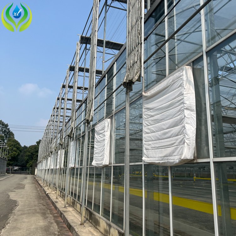 MYXL 300 Square Meter Tunnel Uv Plastic Sheets Glass Greenhouse tomato and strawberry greenhouse turnkey project