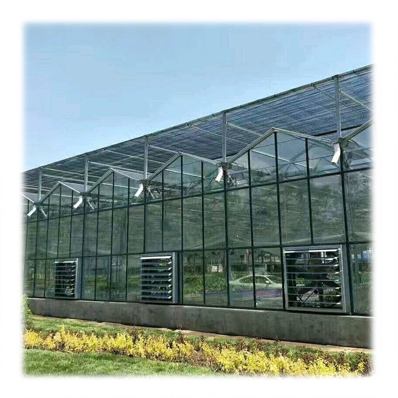High Efficient Venlo Tempered Glass Greenhouse