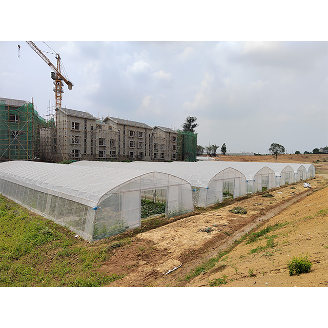 China Factory Agricultural Poly Tunnel Low Cost Vegetable Custom Tomato Single Span Greenhouse For Sale
