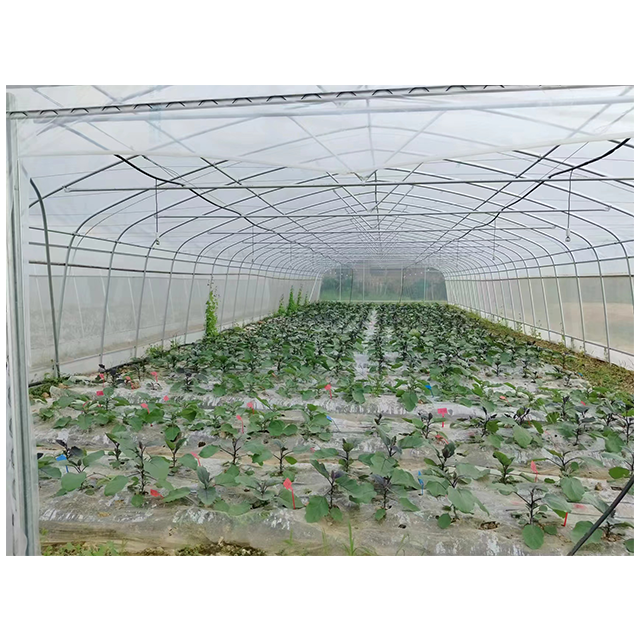 China Factory Agricultural Poly Tunnel Low Cost Vegetable Custom Tomato Single Span Greenhouse For Sale