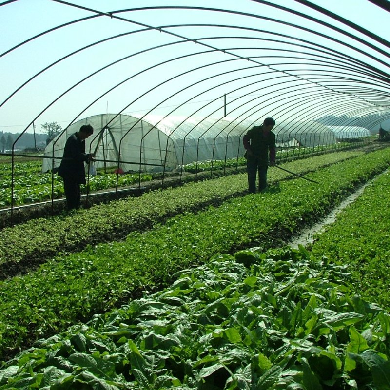 Po Film Green House Metal Frame Tunnel Type Single Span Agricultural Greenhouse For Tomatoes Planting Agriculture