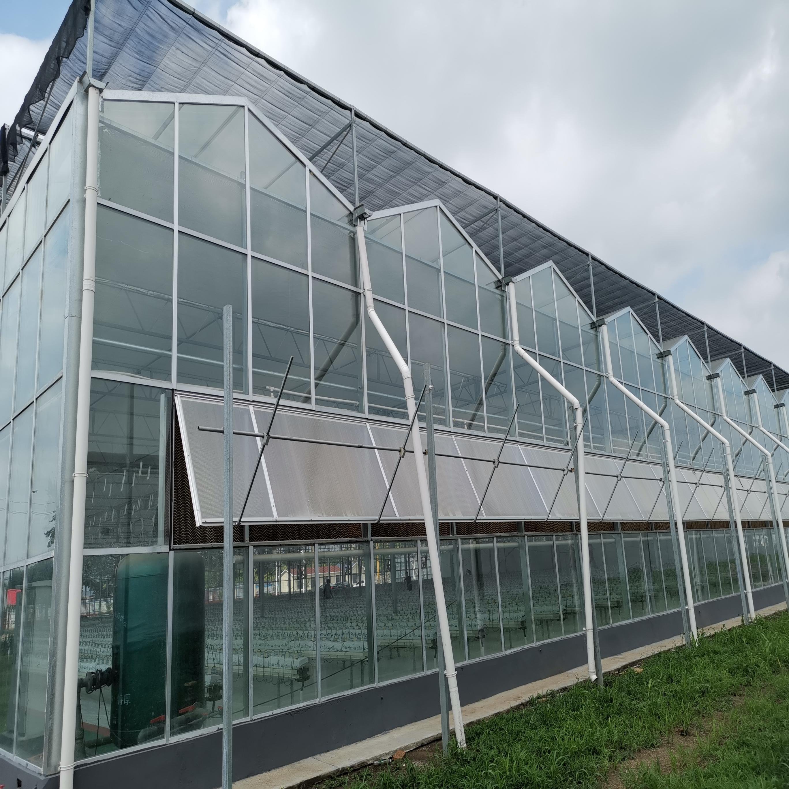 Turnkey Project Agricultural Glass Greenhouse for Tomato Growing