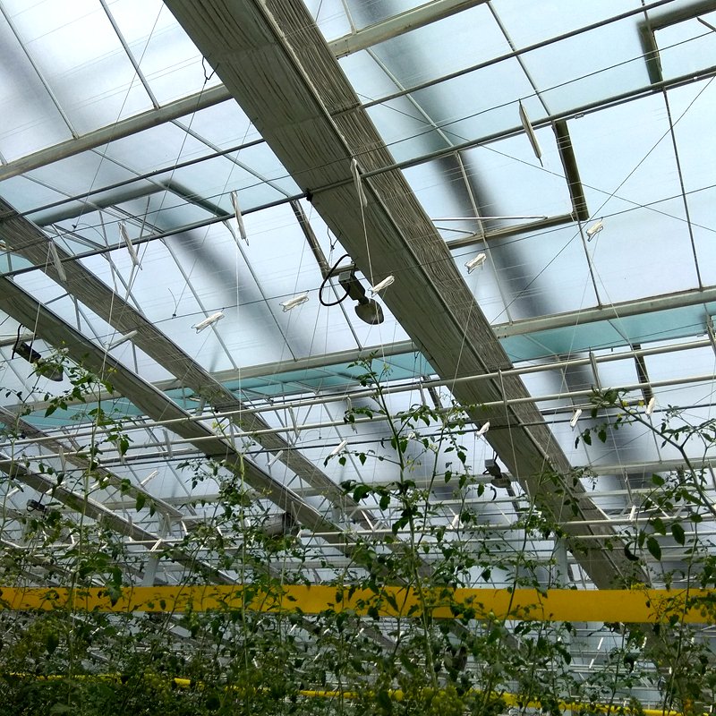 Turnkey Project Agricultural Glass Greenhouse for Tomato Growing