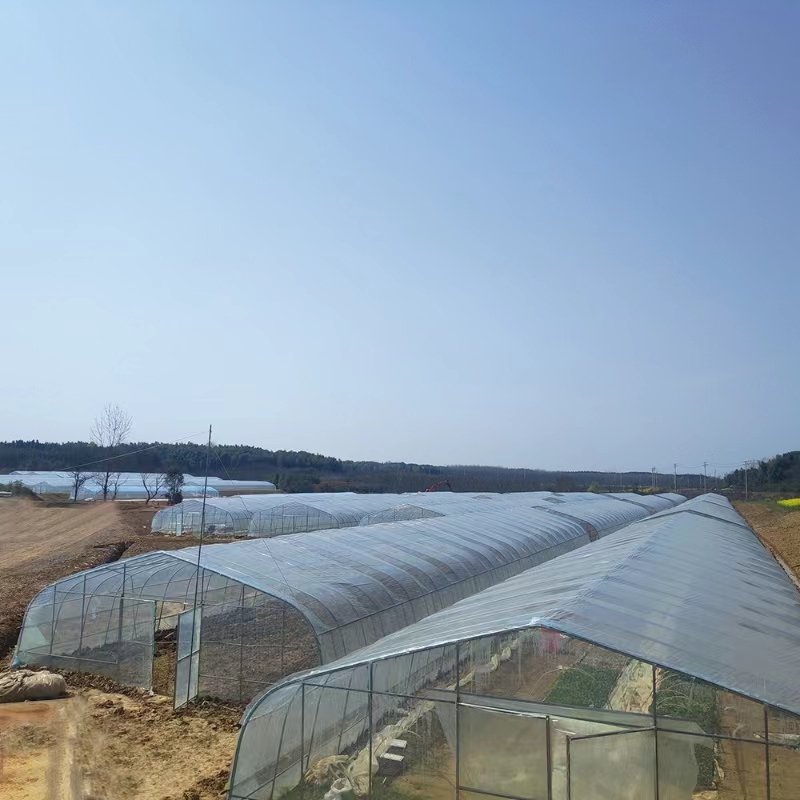 low cost Commercial Farming plastic green house metal frame structure Single Span high tunnel agriculture greenhouse for plants