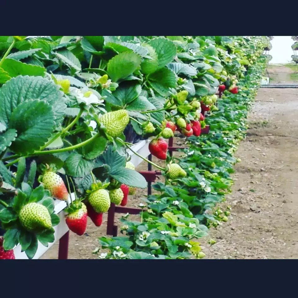 Factory Price Food Grade Strawberry UPVC Gutter For Hydroponics System in Growing Farming Plant Agricultural Greenhouses